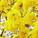 Tabebuia Flower Blossom in the Garden - VideoHive Item for Sale