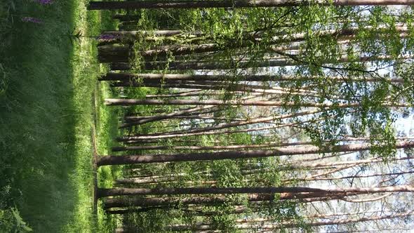 Vertical Video of Forest Landscape in Summer Slow Motion