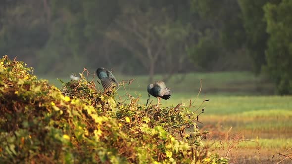 Goa India