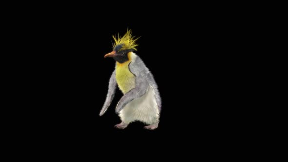 82 Penguin Dancing HD