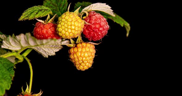 Raspberries Ripen on Black Background, Close-up. . Concept of Fresh Fruit, Vitamins and Natural