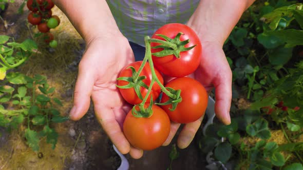 Top View of a Woman Hands Showing a Bunch of Little Round Organic Tomatoes