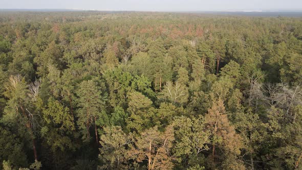 Aerial View of a Green Forest on a Summer Day