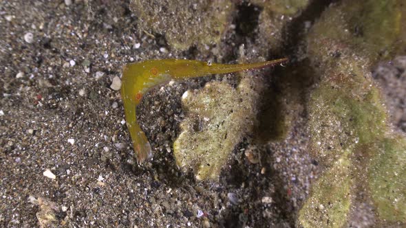 Ocellated Sawblade shrimp sitting on algae at night.