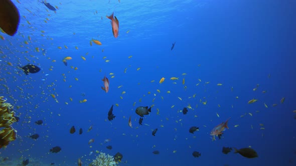 Blue Water Coral Reef Fish