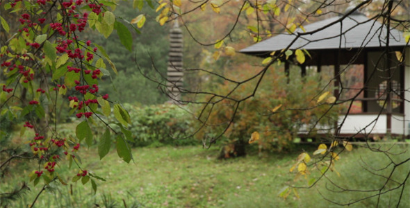 Autumn In Japanese Garden