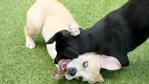 A Black Lab and a Bulldog Playfully Wrestling Ouside in Slow Motion