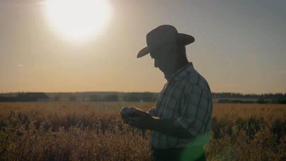 Elderly Farmer Agronomist In Cowboy Hat On The Field Checks The Ripening Of Crop