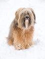 Long-haired tibetan terrier in the snow - PhotoDune Item for Sale