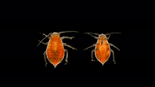 Aphid Under a Microscope, an Insect Living on Leaves of Trees and Shrubs