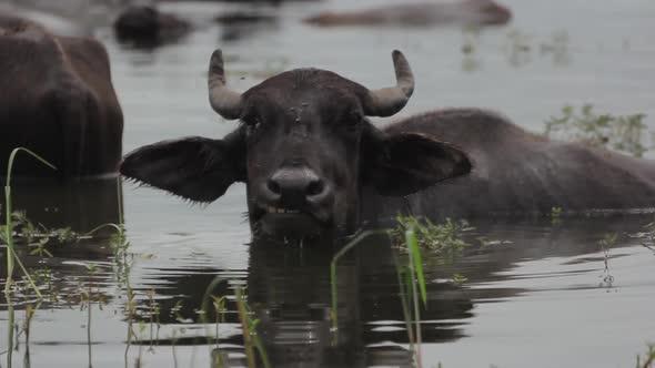 Animals of Sri Lanka. Buffalos in the Lake.