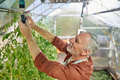 A mature gray-haired man looking involved while working in a greenhouse - PhotoDune Item for Sale