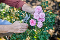 Close up picture of mans hands cutting roses - PhotoDune Item for Sale