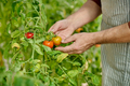 Close up picture of mans hands holding fresh tomatoes - PhotoDune Item for Sale
