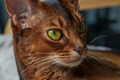 Adorable brown cat with green eyes - PhotoDune Item for Sale