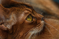 Abyssinian cat with brown fur - PhotoDune Item for Sale