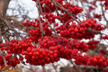 Ripe berries of autumn rowan - PhotoDune Item for Sale