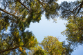 Sky in a pine forest - PhotoDune Item for Sale