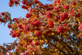 Autumn rowan branches with bunches of berries - PhotoDune Item for Sale