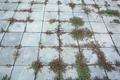Paving slabs with sprouted grass - PhotoDune Item for Sale