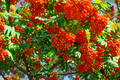 Rowan with bunches of ripe berries - PhotoDune Item for Sale