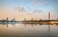 The Flock of birds over river Nile - PhotoDune Item for Sale