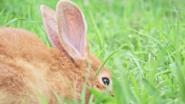Closeup Portrait of Cute Adorable Red Fluffy Whiskered Bunny Muzzle Sitting on Green Grass Lawn in