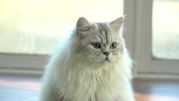 Close Up Of Persian Cat