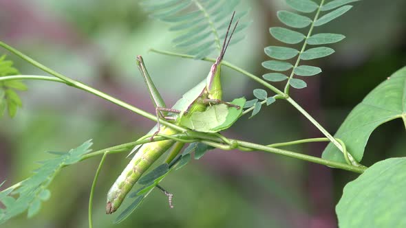 A grasshopper munching a leaf.