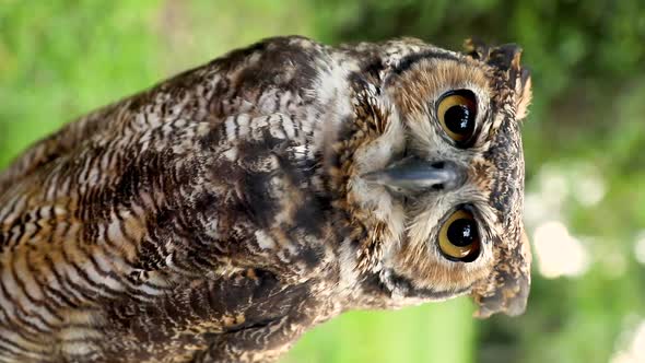 Close-up of the face of a Great Horned Owl (Bubo virginianus)