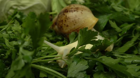 African giant snails