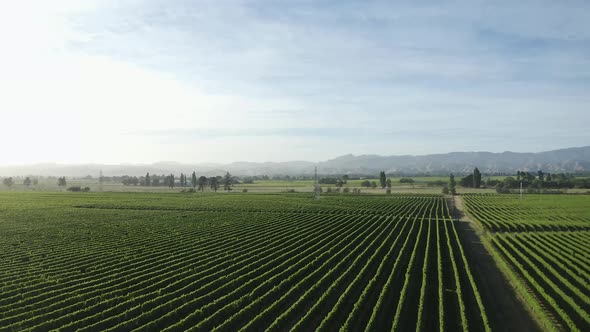 Golden light shines over a vineyard of Sauvignon Blanc in the Marlborough wine region