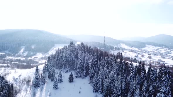 Winter Village in a Coniferous Forest . Aerial View