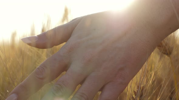 Woman Touching Gold Wheat Field in Summer