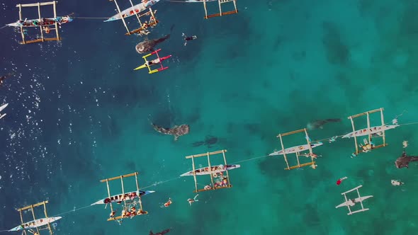 Aerial view of tourists swimming with whale sharks, Oslob, Philippines.