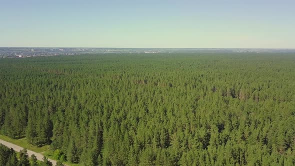 Aerial: Flying Over Dense Forest, Pines. View of the Tourist City in the Distance