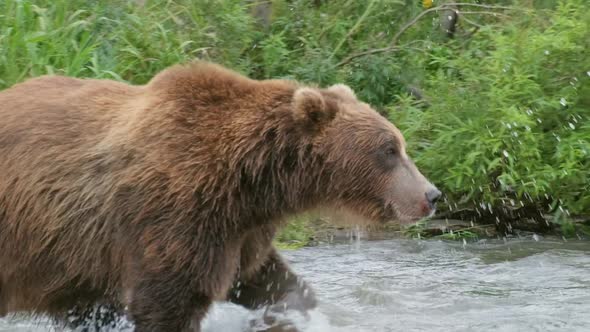 Big Brown Bear in River