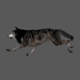 Wolf Run animation sequence - VideoHive Item for Sale