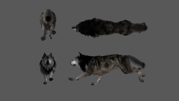 Wolf Run animation sequence