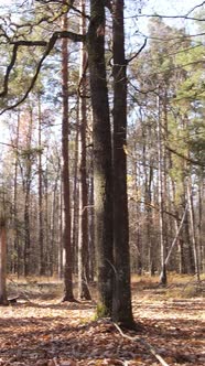 Vertical Video Forest in Autumn Aerial View Slow Motion