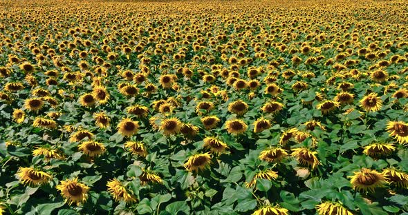 Yellow blooming sunflower field in Poland. Aerial view of agriculture alt
