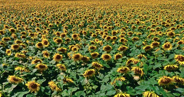 Yellow blooming sunflower field in Poland. Aerial view of agriculture