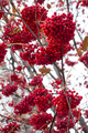 Ripe berries of autumn rowan - PhotoDune Item for Sale