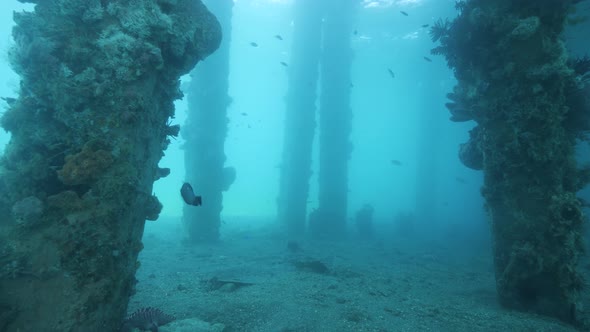 Underwater Dock Pilings Full of Corals and Tropical Fisher Swimming Around.