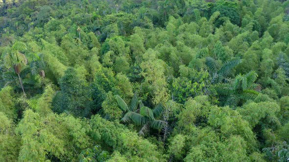 Aerial view over the canopy of a bamboo forest in Ecuador, South America