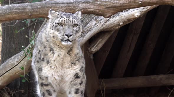 View of Snow Leopard looking around
