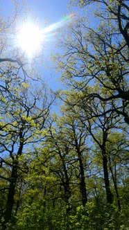 Vertical Video of the Forest in the Spring