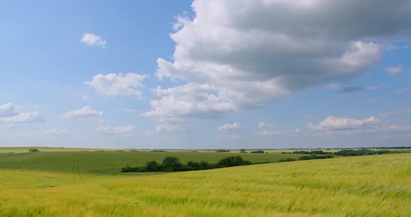 White Clouds In The Blue Sky Float Quickly In The Fields Of Wheat