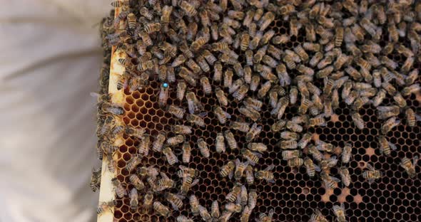 Closeup of a Wooden Frame Leaning Against the Ground on Which Sits a Swarm of Bees Making Honey on