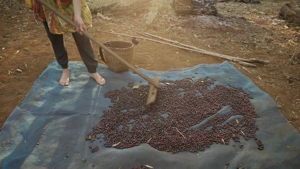 Woman rolling coffee beans with wooden agriculture tool and drying in the sun. Coffee farm Laos Asia